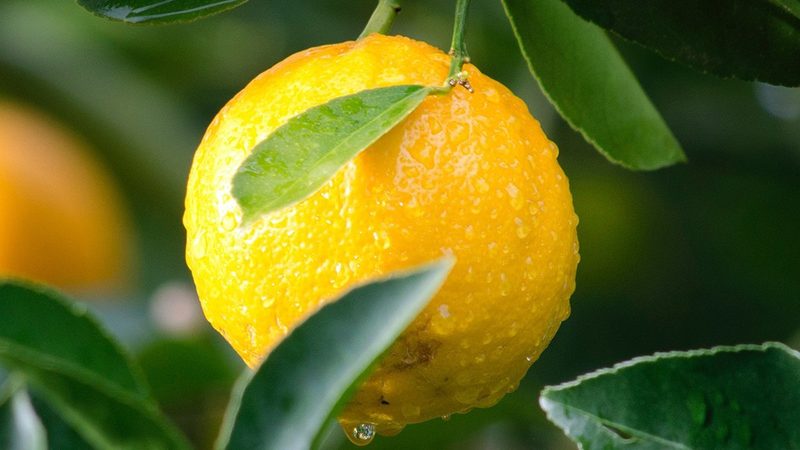 重组抗体表达与非重组：解析两种技术路线的差异
